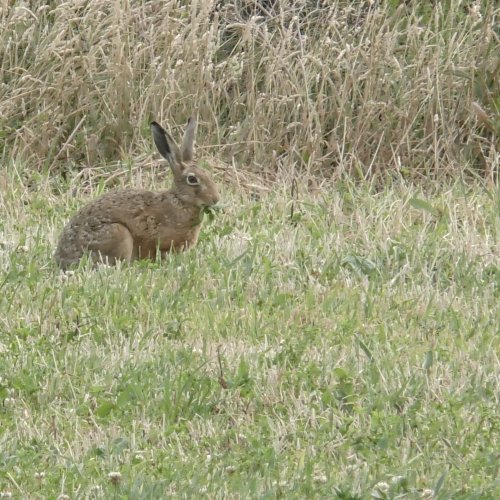 Balade nature estivale dans les grands champs
