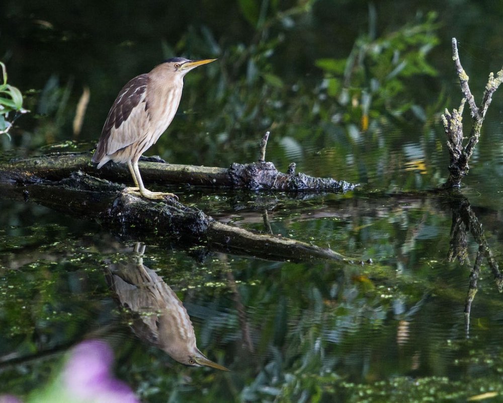 Le blongiot est l'emblème du Parc naturel régional