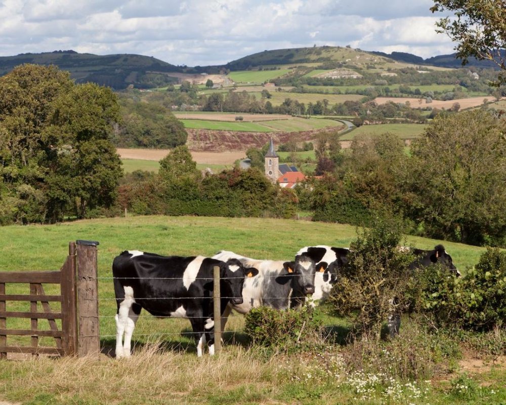 Le bocage boulonnais est un paysage typique de la région avec son quadrillage de haies. 