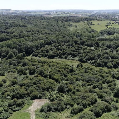 Balade nature estivale dans les bois et forêts