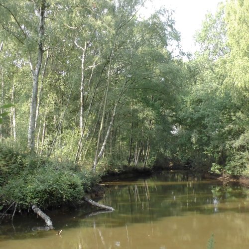 Balade nature estivale dans les landes océaniques