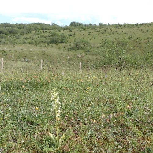 Balade nature estivale sur les coteaux calcaires