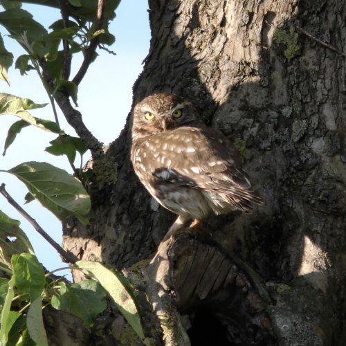 Balade nature estivale dans le bocage