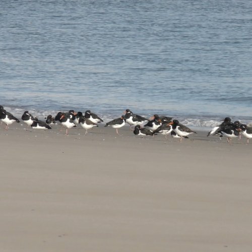 Balade nature estivale sur les bords de mer