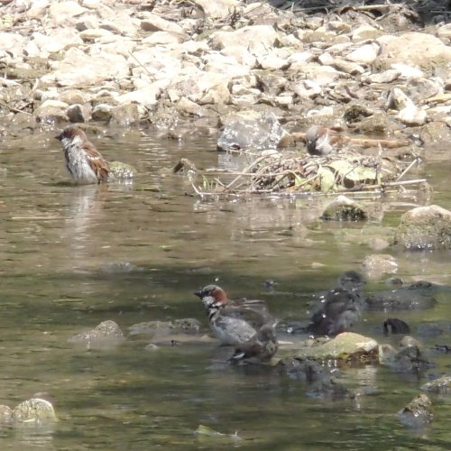 Balade nature estivale au bord des rivières